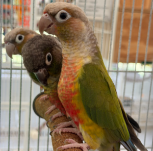 Conures 1+YO x4