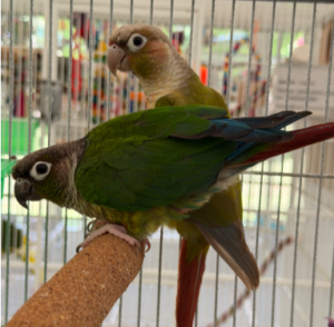 Conures 1+YO x4