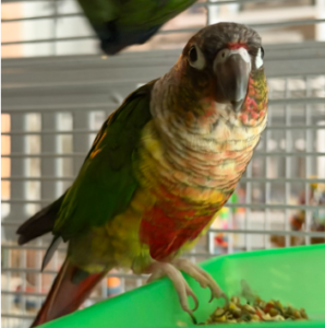 Conures 1+YO x4