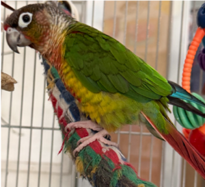 Conures 1+YO x4